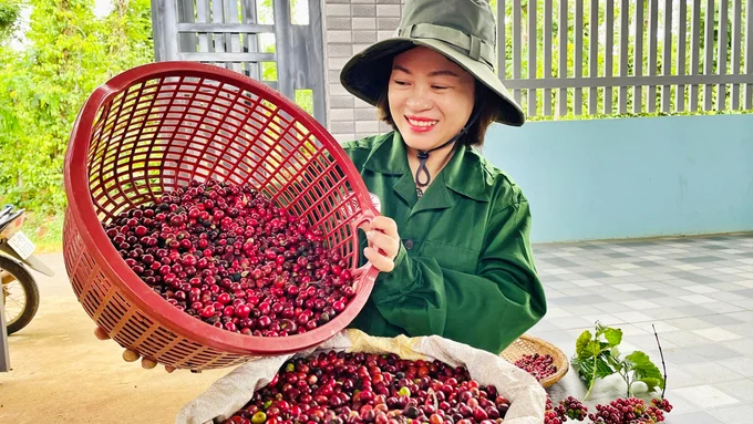 Coffee Basket Harvest