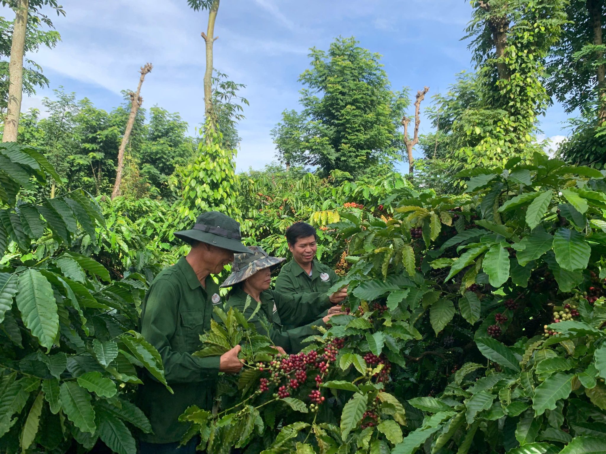 Coffee Farm Inspection