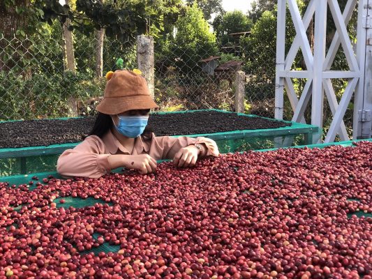 Coffee Sorting Worker