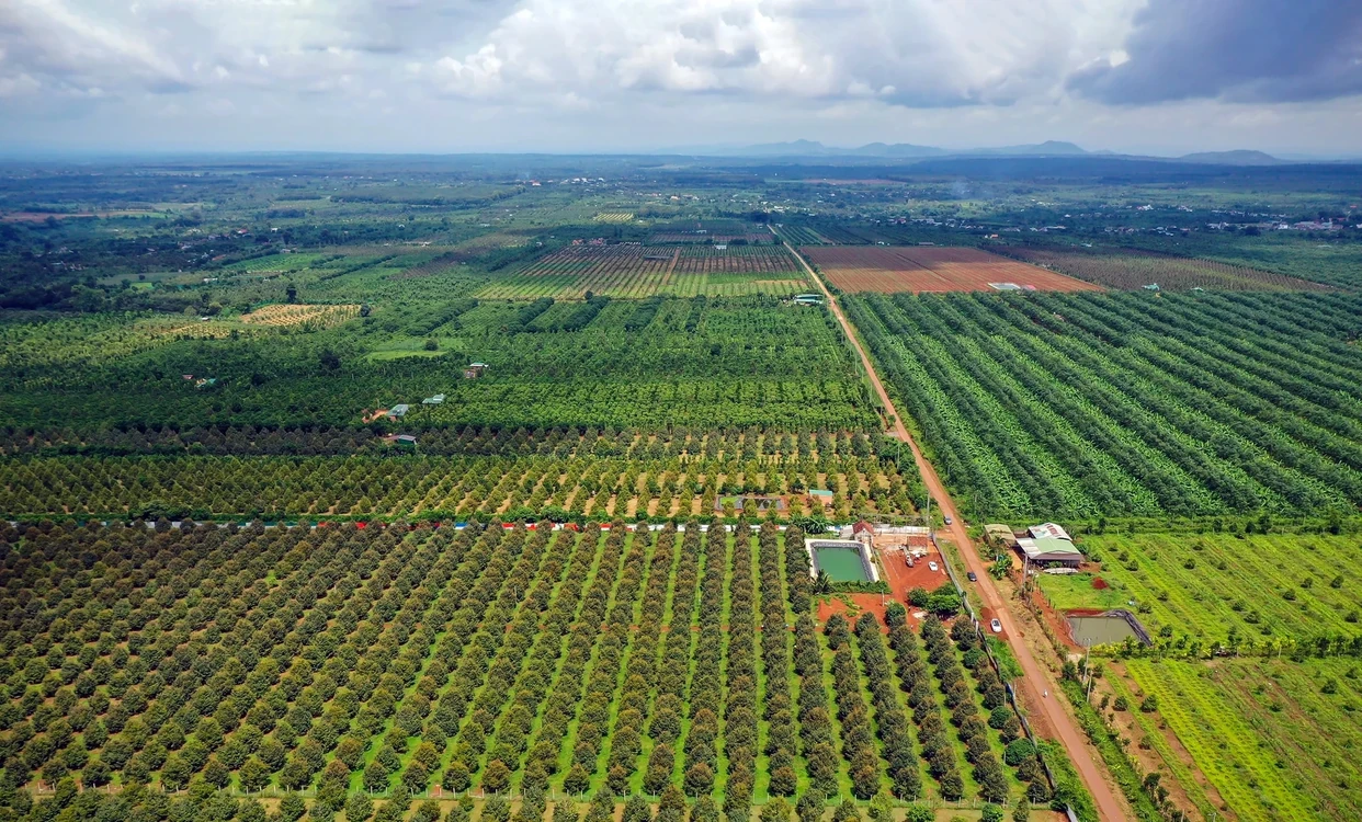 Durian Farm Aerial