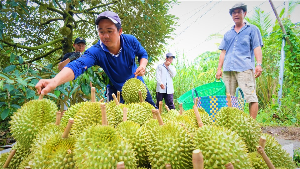 Durian Farmer Harvest