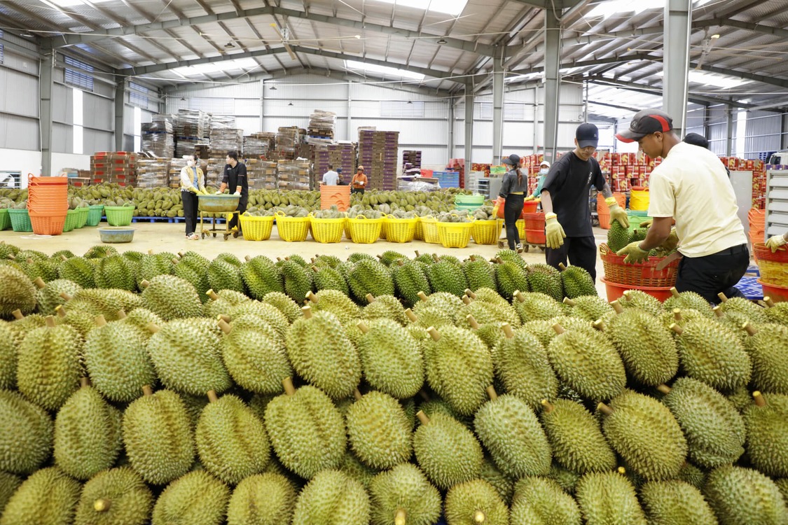 Durian Warehouse 2