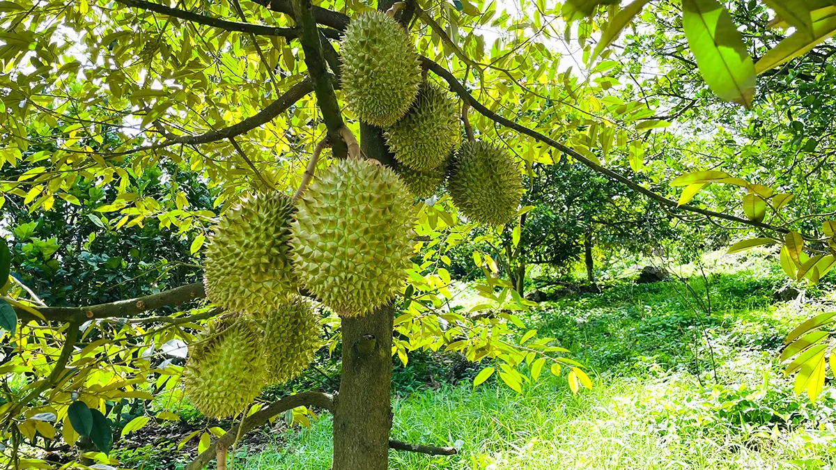 Durian