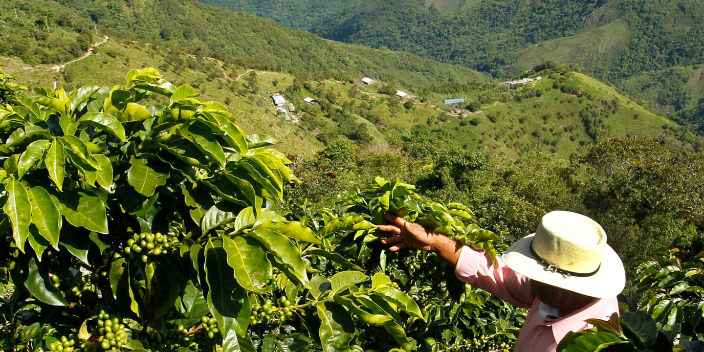 Man Harvesting Coffee From Plant On Hillside In Mountains Masthead 1440x720