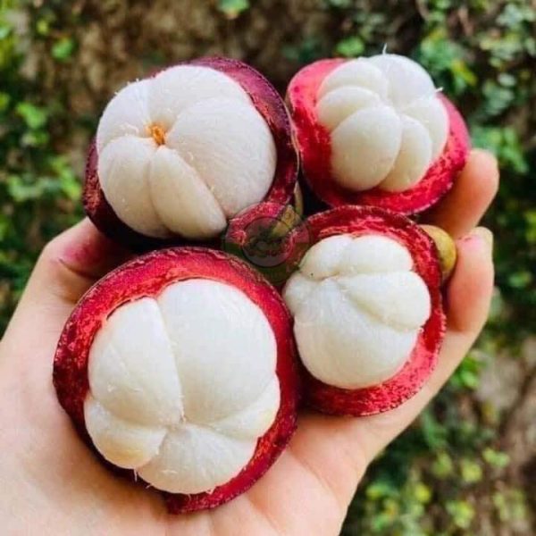 Mang Cut Thai Nongsanbaolam 2 600x600