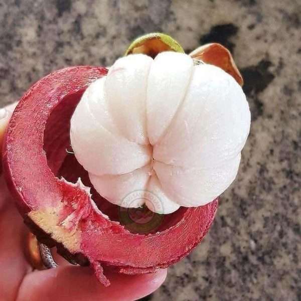 Mang Cut Thai Nongsanbaolam 600x600