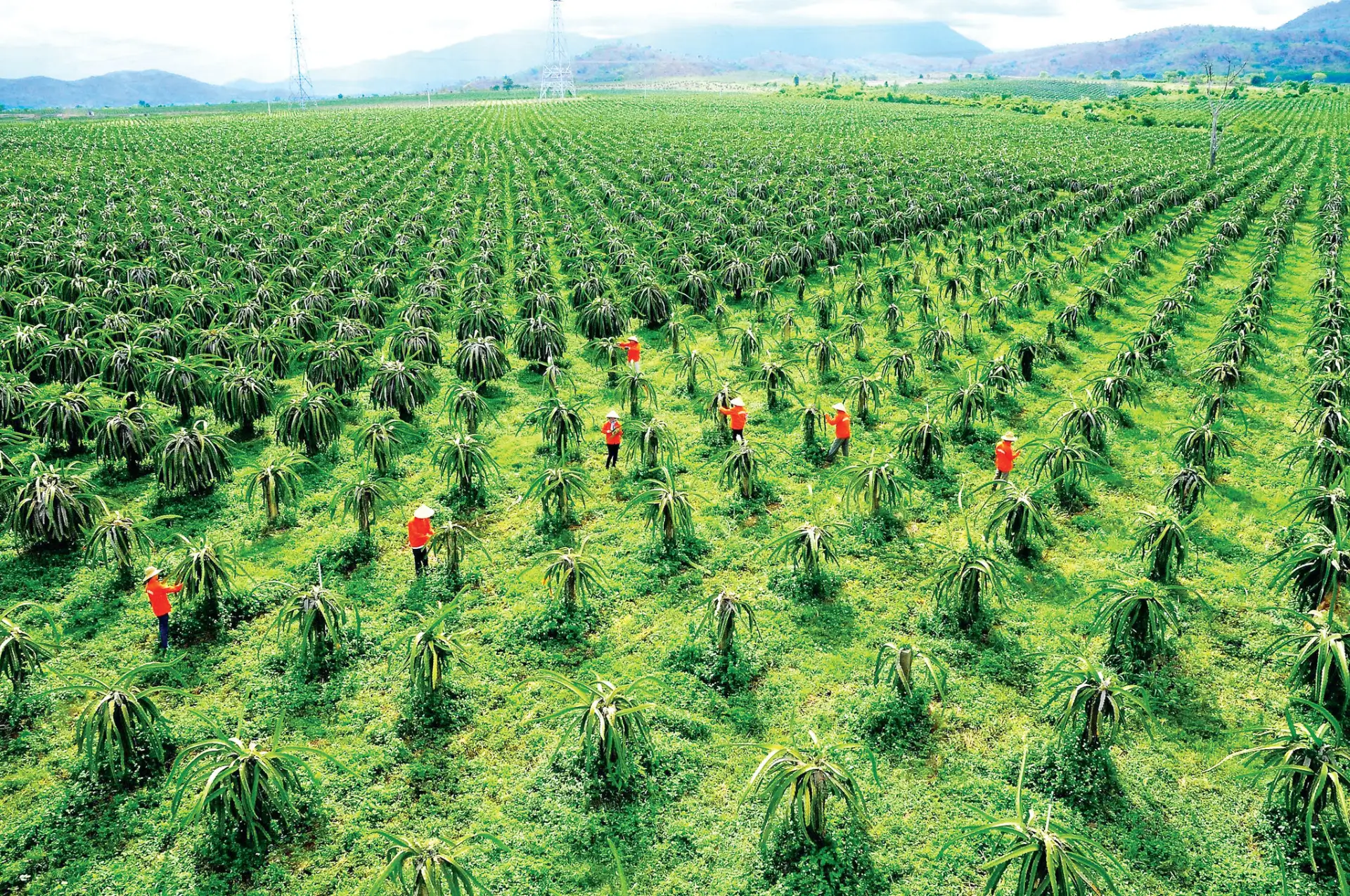 Thanh Long Farm Aerial